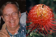 Phil Parvin and protea named for him